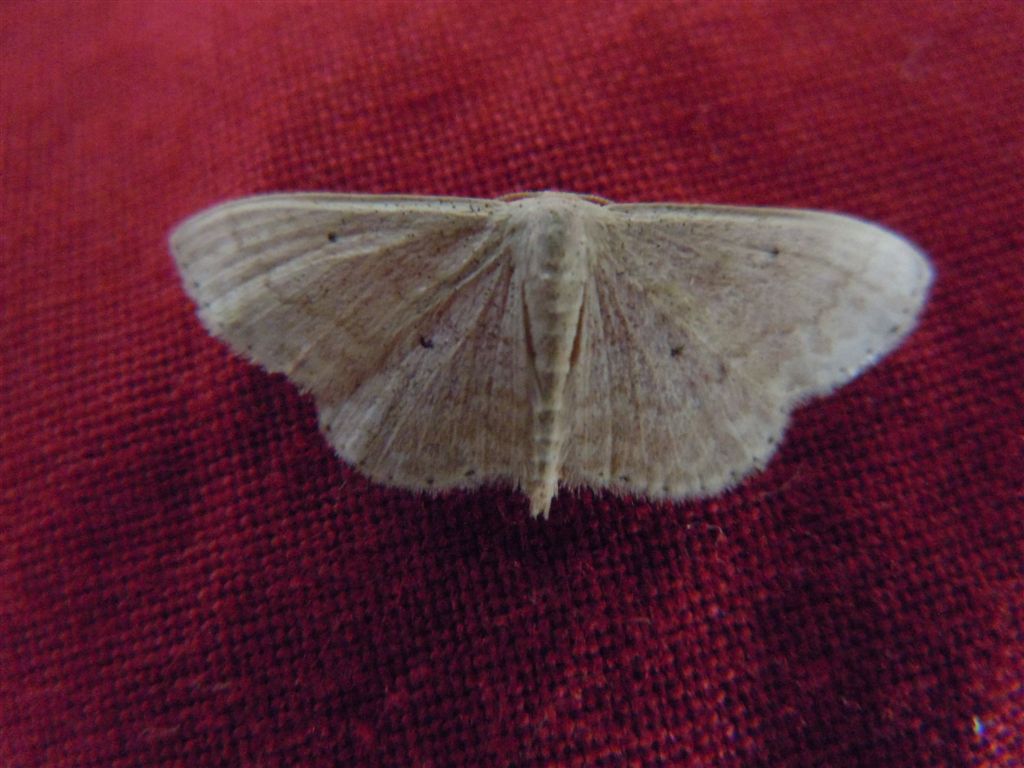 Idaea o Scopula?